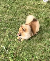 Champion sired Eunice AKC Breeder of Merit , a female Pomeranian for sale in Sprague, WA – 4 of 9