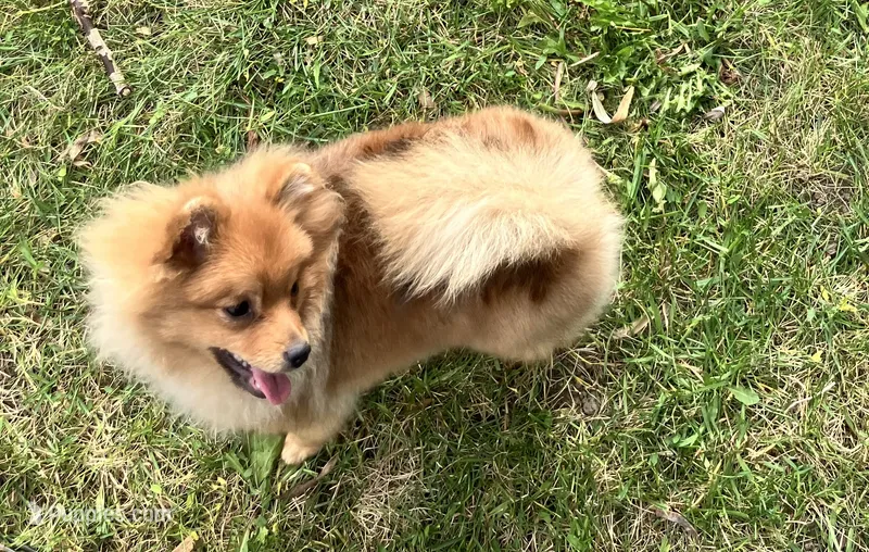 Champion blood lines Deena AKC Breeder of Merit – Pomeranian puppy for sale in Sprague, WA