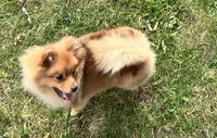 Champion blood lines Deena AKC Breeder of Merit, a female Pomeranian for sale in Sprague, WA – 1 of 6