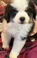  Silly Violet, a female Miniature American Shepherd for sale in Sprague, WA – 9 of 10
