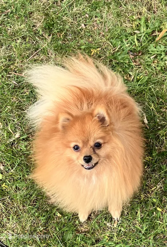 Champion sire & dam Bennie AKC Breeder of Merit – Pomeranian puppy for sale in Sprague, WA