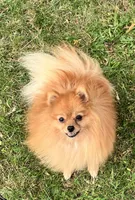 Champion sire & dam Bennie AKC Breeder of Merit, a male Pomeranian for sale in Sprague, WA – 1 of 9