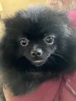 Champion sired Hope AKC Breeder of Merit, a female Pomeranian for sale in Sprague, WA – 6 of 10