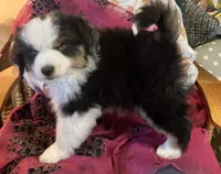  Silly Violet, a female Miniature American Shepherd for sale in Sprague, WA – 5 of 10