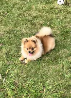Champion sired Eunice AKC Breeder of Merit , a female Pomeranian for sale in Sprague, WA – 5 of 9