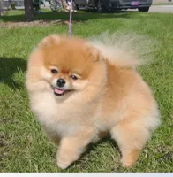 Champion sire & dam Bennie AKC Breeder of Merit, a male Pomeranian for sale in Sprague, WA – 9 of 9