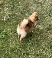 Champion blood lines Deena AKC Breeder of Merit, a female Pomeranian for sale in Sprague, WA – 5 of 6
