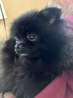 Champion sired Hope AKC Breeder of Merit, a female Pomeranian for sale in Sprague, WA – 9 of 10