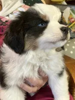  Silly Violet, a female Miniature American Shepherd for sale in Sprague, WA – 4 of 10