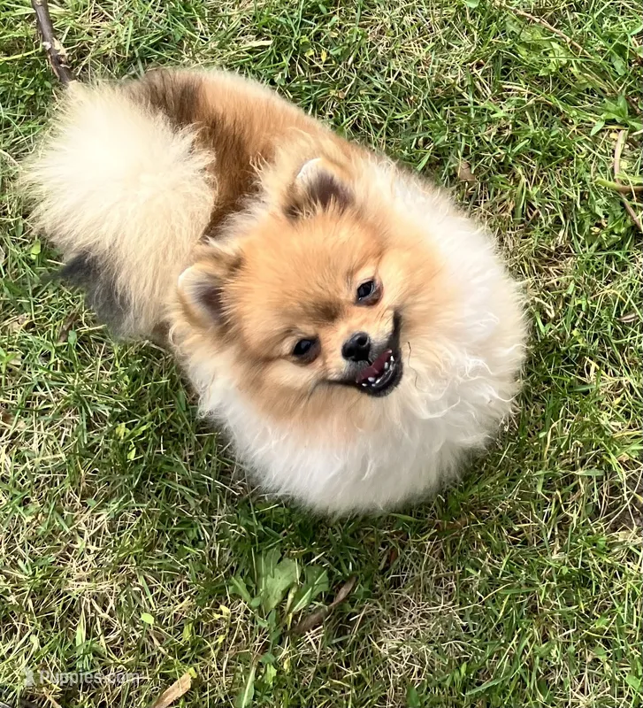 Champion sired Eunice AKC Breeder of Merit  – Pomeranian puppy for sale in Sprague, WA