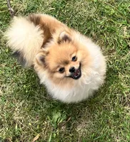 Champion sired Eunice AKC Breeder of Merit , a female Pomeranian for sale in Sprague, WA – 1 of 9