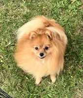 Champion sire & dam Bennie AKC Breeder of Merit, a male Pomeranian for sale in Sprague, WA – 5 of 9
