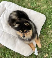 Champion bloodlines Deno AKC Breeder of Merit, a male Pomeranian for sale in Sprague, WA – 7 of 10