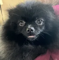 Champion sired Hope AKC Breeder of Merit, a female Pomeranian for sale in Sprague, WA – 10 of 10