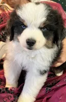  Silly Violet, a female Miniature American Shepherd for sale in Sprague, WA – 6 of 10