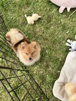 Champion blood lines Deena AKC Breeder of Merit, a female Pomeranian for sale in Sprague, WA – 6 of 6
