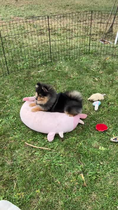 Champion bloodlines Deno AKC Breeder of Merit, a male Pomeranian for sale in Sprague, WA – 10 of 10
