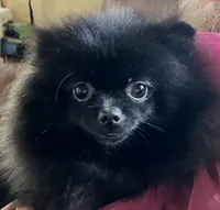 Champion sired Hope AKC Breeder of Merit, a female Pomeranian for sale in Sprague, WA – 3 of 10