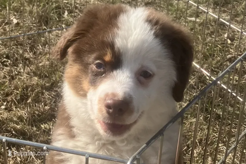 Coco – Miniature American Shepherd puppy for sale in Sprague, WA