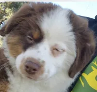 Coco, a female Miniature American Shepherd for sale in Sprague, WA – 3 of 3