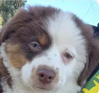 Coco, a female Miniature American Shepherd for sale in Sprague, WA – 2 of 3