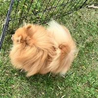 Champion sire & dam Bennie AKC Breeder of Merit, a male Pomeranian for sale in Sprague, WA – 6 of 9