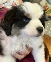  Silly Violet, a female Miniature American Shepherd for sale in Sprague, WA – 2 of 10