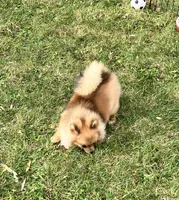 Champion sired Eunice AKC Breeder of Merit , a female Pomeranian for sale in Sprague, WA – 3 of 9