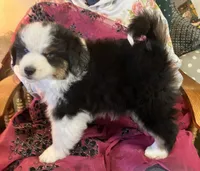  Silly Violet, a female Miniature American Shepherd for sale in Sprague, WA – 8 of 10