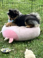 Champion bloodlines Deno AKC Breeder of Merit, a male Pomeranian for sale in Sprague, WA – 6 of 10