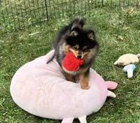 Champion bloodlines Deno AKC Breeder of Merit, a male Pomeranian for sale in Sprague, WA – 4 of 10