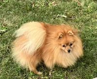 Champion sire & dam Bennie AKC Breeder of Merit, a male Pomeranian for sale in Sprague, WA – 2 of 9
