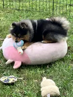 Champion bloodlines Deno AKC Breeder of Merit, a male Pomeranian for sale in Sprague, WA – 8 of 10