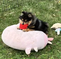 Champion bloodlines Deno AKC Breeder of Merit, a male Pomeranian for sale in Sprague, WA – 3 of 10