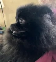 Champion sired Hope AKC Breeder of Merit, a female Pomeranian for sale in Sprague, WA – 4 of 10
