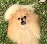 Champion sire & dam Bennie AKC Breeder of Merit, a male Pomeranian for sale in Sprague, WA – 4 of 9