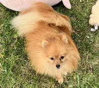 Champion sire & dam Bennie AKC Breeder of Merit, a male Pomeranian for sale in Sprague, WA – 3 of 9