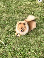 Champion sired Eunice AKC Breeder of Merit , a female Pomeranian for sale in Sprague, WA – 6 of 9