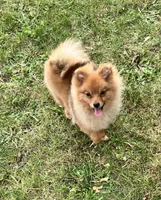 Champion blood lines Deena AKC Breeder of Merit, a female Pomeranian for sale in Sprague, WA – 2 of 6