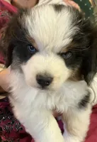  Silly Violet, a female Miniature American Shepherd for sale in Sprague, WA – 3 of 10