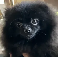 Champion sired Hope AKC Breeder of Merit, a female Pomeranian for sale in Sprague, WA – 5 of 10