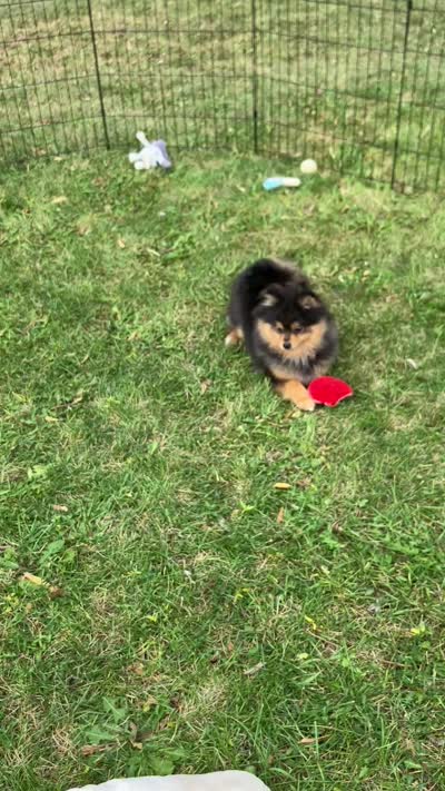 Champion bloodlines Deno AKC Breeder of Merit, a male Pomeranian for sale in Sprague, WA – 9 of 10