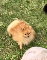 Champion sire & dam Bennie AKC Breeder of Merit, a male Pomeranian for sale in Sprague, WA – 7 of 9