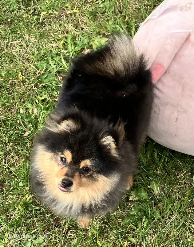 Champion bloodlines Deno AKC Breeder of Merit – Pomeranian puppy for sale in Sprague, WA