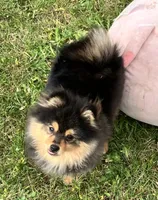 Champion bloodlines Deno AKC Breeder of Merit, a male Pomeranian for sale in Sprague, WA – 1 of 10