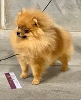 Champion sire & dam Bennie AKC Breeder of Merit, a male Pomeranian for sale in Sprague, WA – 8 of 9