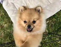 Champion sired Eunice AKC Breeder of Merit , a female Pomeranian for sale in Sprague, WA – 8 of 9