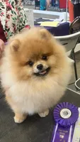 Champion sired Eunice AKC Breeder of Merit , a female Pomeranian for sale in Sprague, WA – 9 of 9