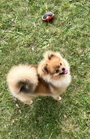 Champion sired Eunice AKC Breeder of Merit , a female Pomeranian for sale in Sprague, WA – 7 of 9