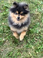 Champion bloodlines Deno AKC Breeder of Merit, a male Pomeranian for sale in Sprague, WA – 5 of 10